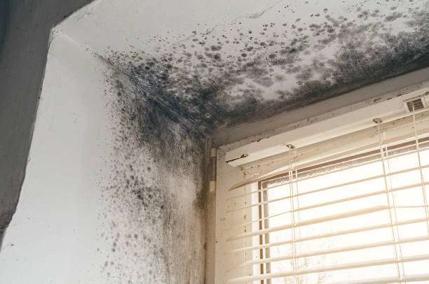 Affordable Commercial Mold Remediation solutions in Allenwood, NJ